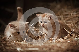 Kittens in the hay