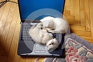 The kittens on laptop computer