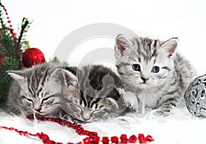 Kittens lie under the Christmas tree.