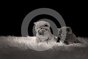 Kittens lying on a white sheepskin