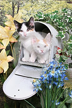 Kittens in a Mailbox photo