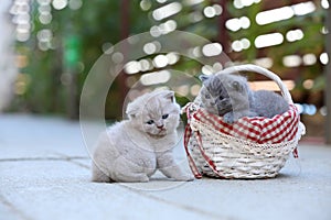Kittens meow in a basket, outdoor