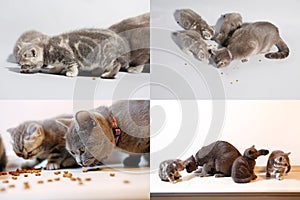 Kittens and mom cat eating pet food from the floor, multicam, grid 2x2 screen