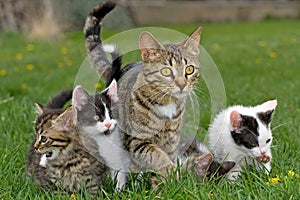 Kittens and mother. photo