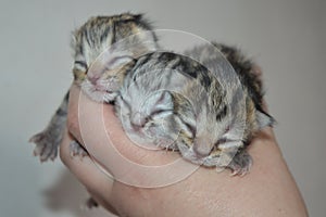 Kittens. Newborn cat. Blind little kittens.