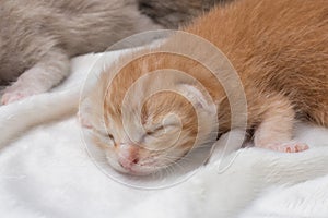 Kittens newborn sleeping on white carpet