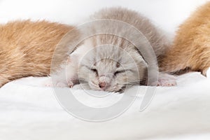 Kittens newborn sleeping on white carpet