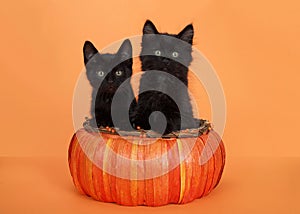 Kittens in orange pumpkin basket on orange background
