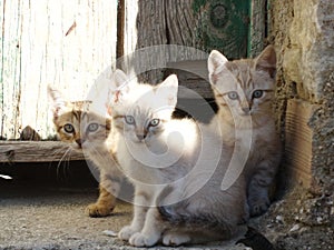 Kittens outdoors in natural light