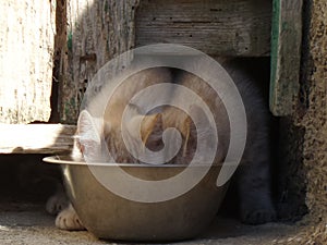 Kittens outdoors in natural light