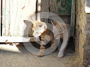 Kittens outdoors in natural light