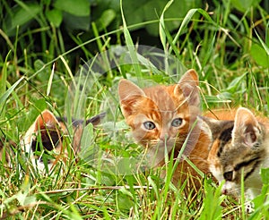 Kittens outside in the grass.