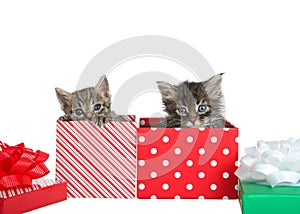 Kittens peaking out of Christmas presents, isolated