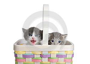 Kittens peaking over side of Easter Basket