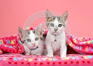 Kittens peeking out from under pink blanket