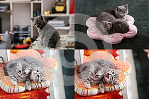 Kittens and pillows, multicam, grid 2x2