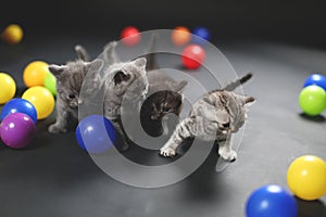 Kittens playing balls