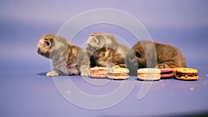 Kittens playing with cakes