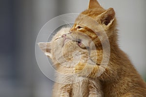 Kittens Playing . Two young cats playfighting outdoors. photo