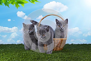 Kittens playing in the grass on a sunny summer day