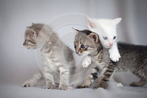 Kittens playing