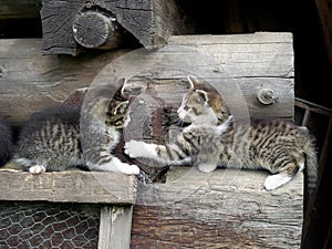 Kittens playing on stacked wood