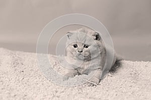 Kittens playing on a towel, cute faces, copy space