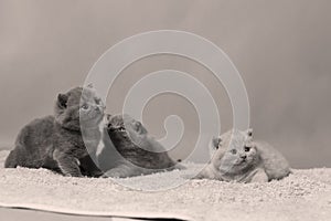 Kittens playing on a towel, cute faces, copy space