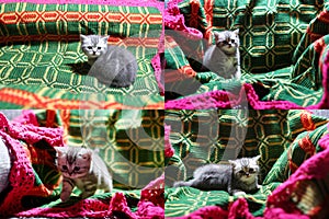 Kittens playing on a traditional carpet, multicam