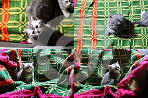 Kittens playing on a traditional carpet, multicam