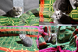 Kittens playing on a traditional carpet, multicam