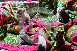 Kittens playing on a traditional carpet, multicam
