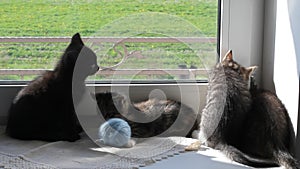 Kittens Playing on Windowsill