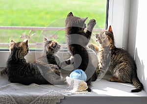 Kittens Playing on Windowsill