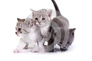 Kittens plays on a white background