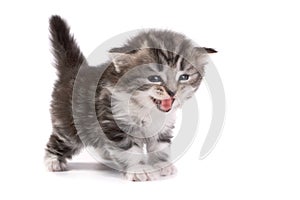 Kittens plays on a white background