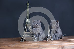 Kittens portrait near Tour Eiffel