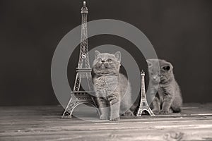 Kittens portrait near Tour Eiffel,