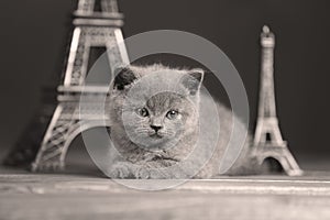 Kittens portrait near Tour Eiffel,