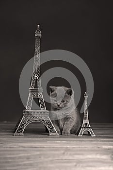 Kittens portrait near Tour Eiffel,