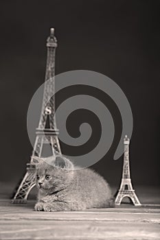 Kittens portrait near Tour Eiffel,