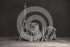 Kittens portrait near Tour Eiffel, isolated