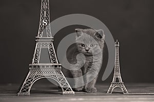 Kittens portrait near Tour Eiffel, Paris