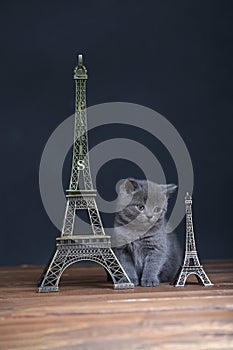 Kittens portrait near Tour Eiffel, Paris