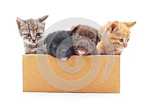 Kittens and a puppies in a box.