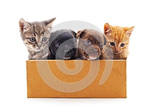 Kittens and a puppies in a box