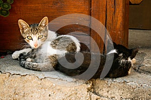 Kittens resting on top of stone photo
