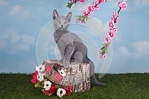 Kittens Russian blue cat playing on the grass in spring day