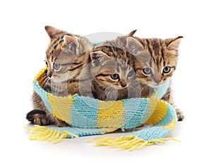 Kittens in a scarf.