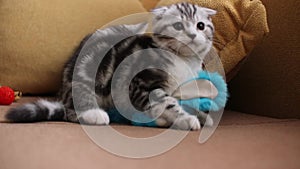 Kittens Scottish fold cats play Scottish fold and Scottish straight